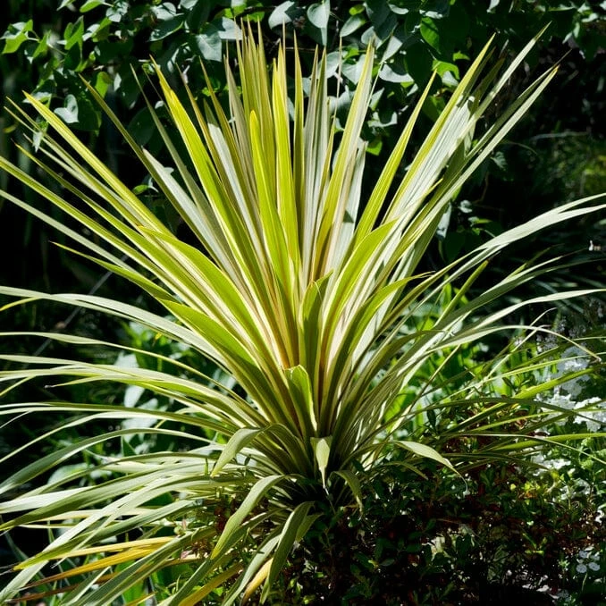 Roots Plants Cordyline Torbay Dazzler | New Zealand Palm 3 Roots Plants Cordyline Torbay Dazzler | New Zealand Palm
