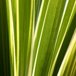 Roots Plants Cordyline Torbay Dazzler | New Zealand Palm 7 Roots Plants Cordyline Torbay Dazzler | New Zealand Palm