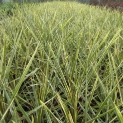 Roots Plants Cordyline Torbay Dazzler | New Zealand Palm 8 Roots Plants Cordyline Torbay Dazzler | New Zealand Palm
