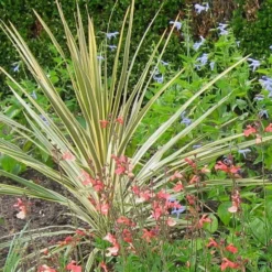 Roots Plants Cordyline Torbay Dazzler | New Zealand Palm 9 Roots Plants Cordyline Torbay Dazzler | New Zealand Palm