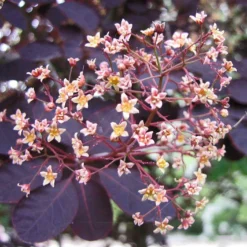 Roots Plants All Shrubs Cotinus Royal Purple | Smoke Tree