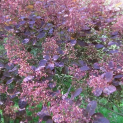 Roots Plants All Shrubs Cotinus Royal Purple | Smoke Tree 8 Roots Plants All Shrubs Cotinus Royal Purple | Smoke Tree