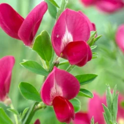 Roots Plants All Shrubs Cytisus Boskoop Ruby