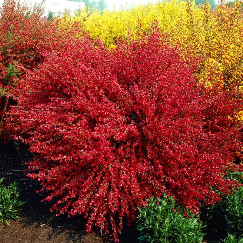 Roots Plants All Shrubs Cytisus Boskoop Ruby 5 Roots Plants All Shrubs Cytisus Boskoop Ruby