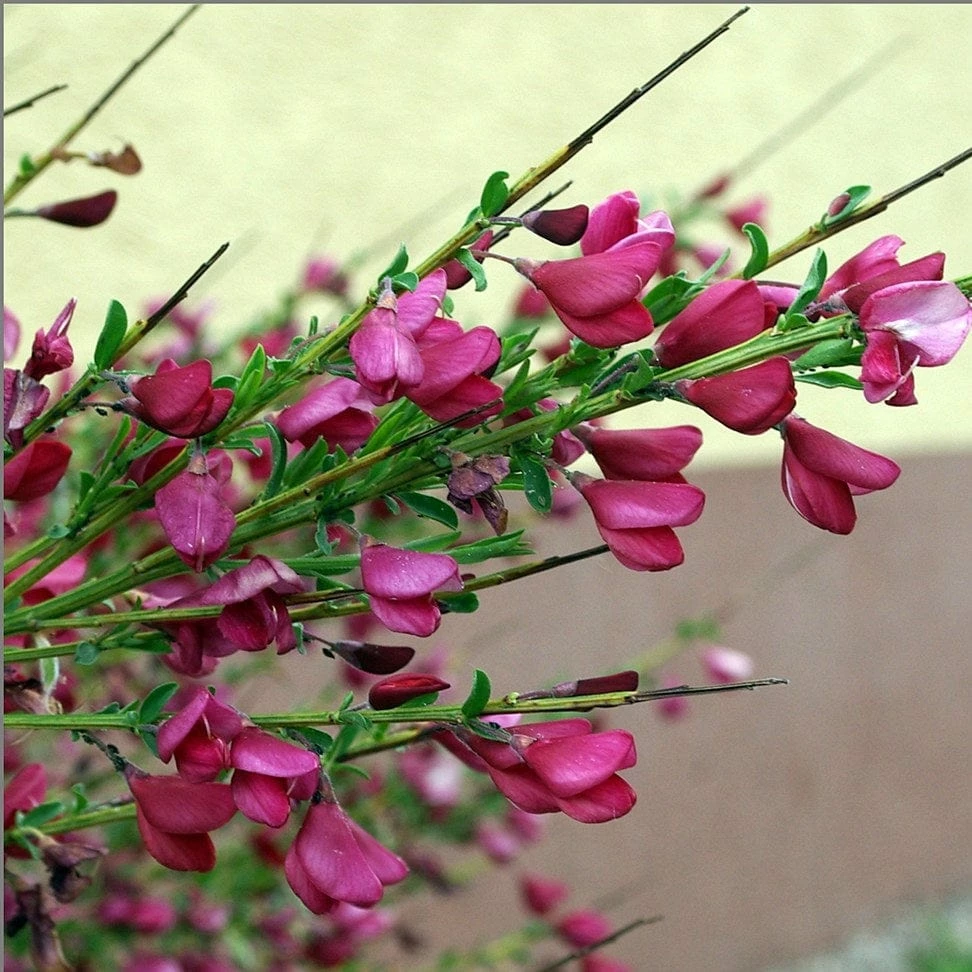 Roots Plants All Shrubs Cytisus Boskoop Ruby 6 Roots Plants All Shrubs Cytisus Boskoop Ruby