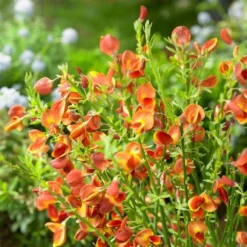 Roots Plants All Shrubs Cytisus Lena