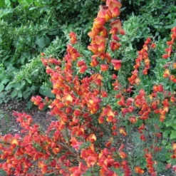 Roots Plants All Shrubs Cytisus Lena 7 Roots Plants All Shrubs Cytisus Lena