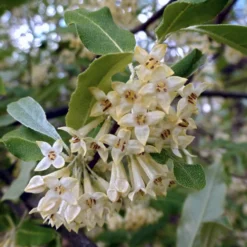 Roots Plants Oleaster Compacta | Elaeagnus Ebbingei Compacta