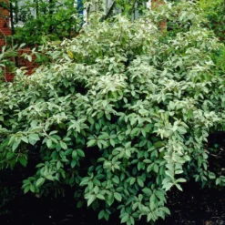 Roots Plants Oleaster Compacta | Elaeagnus Ebbingei Compacta