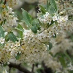 Roots Plants Oleaster Compacta | Elaeagnus Ebbingei Compacta