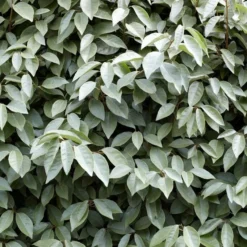 Roots Plants Oleaster Compacta | Elaeagnus Ebbingei Compacta