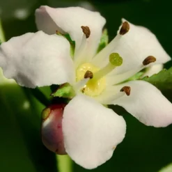 Roots Plants Escallonia Apple Blossom