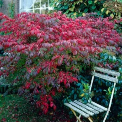 Roots Plants Euonymus Alatus Blade Runner
