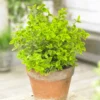 Roots Plants Euonymus Emerald 'n' Gold 1 Roots Plants Euonymus Emerald 'n' Gold