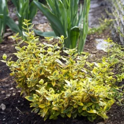 Roots Plants Euonymus Emerald 'n' Gold