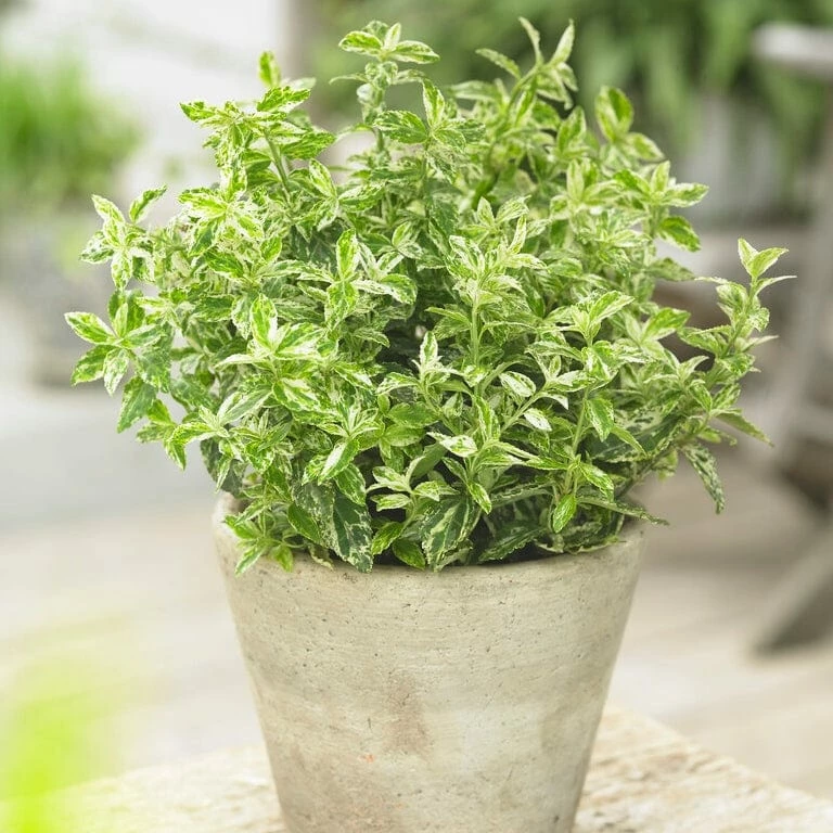 Roots Plants Euonymus Harlequin 3 Roots Plants Euonymus Harlequin