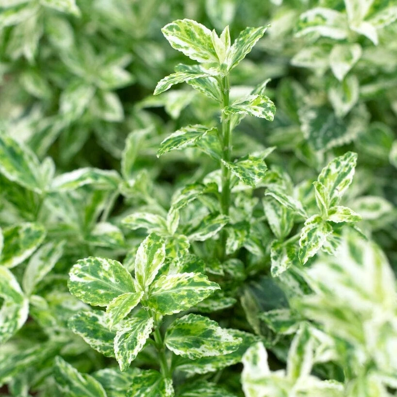 Roots Plants Euonymus Harlequin 5 Roots Plants Euonymus Harlequin