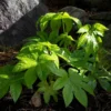 Roots Plants Fatsia Japonica 1 Roots Plants Fatsia Japonica