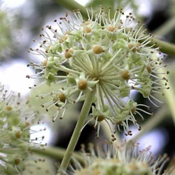 Roots Plants Fatsia Japonica