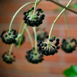 Roots Plants Fatsia Japonica