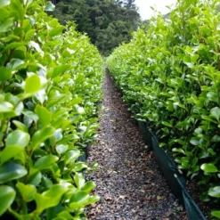 Roots Plants All Shrubs Griselinia Littoralis