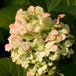 Roots Plants Hydrangea Macrophylla Madame Emile Mouillere