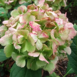 Roots Plants Hydrangea Macrophylla Madame Emile Mouillere