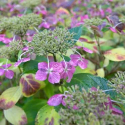 Roots Plants Hydrangea Macrophylla Mariesii Perfecta 7 Roots Plants Hydrangea Macrophylla Mariesii Perfecta