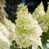 Roots Plants Hydrangea Paniculata Pinky Winky 1 Roots Plants Hydrangea Paniculata Pinky Winky