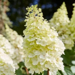 Roots Plants Hydrangea Best Shrubs For Shade 12 Roots Plants Hydrangea Best Shrubs For Shade