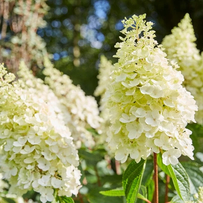 Roots Plants Hydrangea Best Shrubs For Borders 6 Roots Plants Hydrangea Best Shrubs For Borders