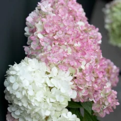 Roots Plants Hydrangea Paniculata Vanille Fraise