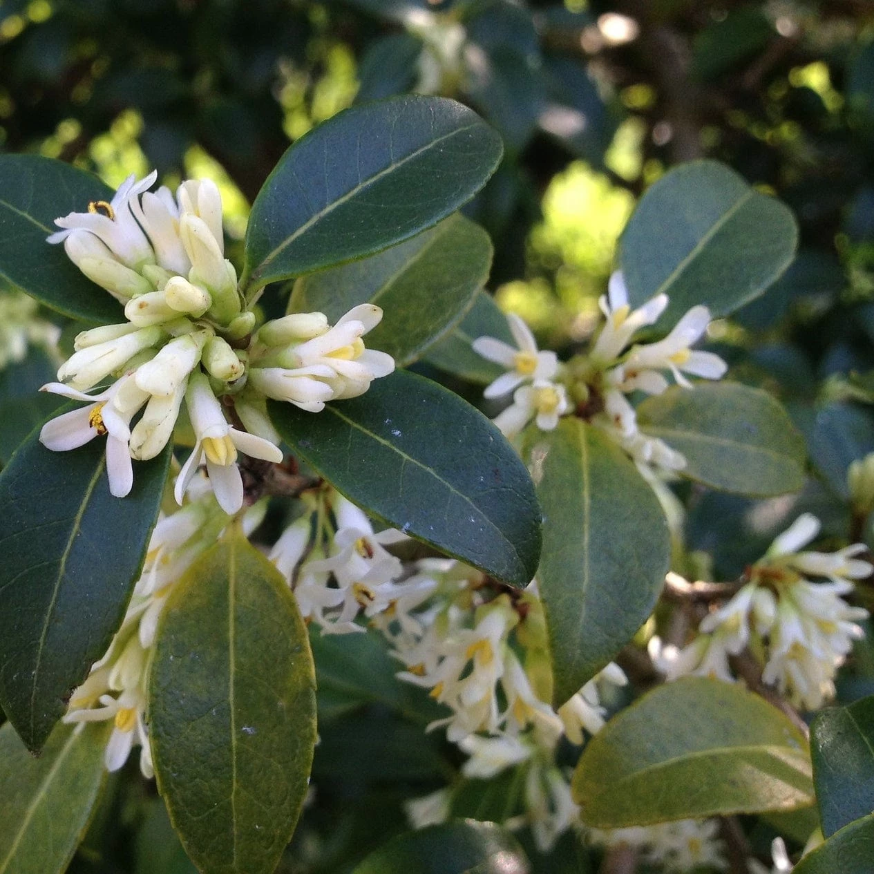 Roots Plants All Shrubs Osmanthus X Burkwoodii 5 Roots Plants All Shrubs Osmanthus X Burkwoodii