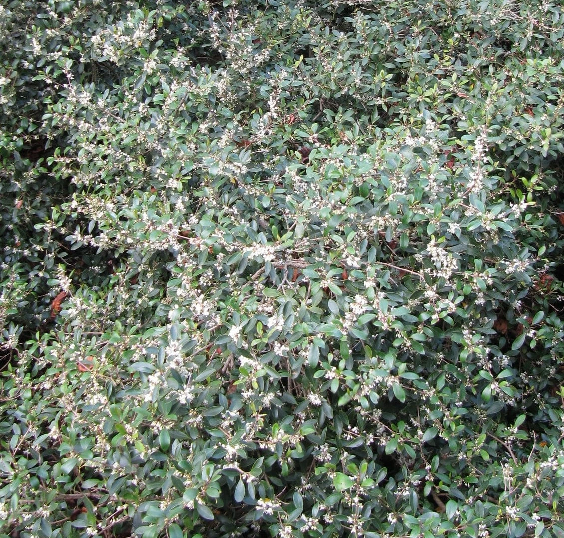 Roots Plants All Shrubs Osmanthus X Burkwoodii 6 Roots Plants All Shrubs Osmanthus X Burkwoodii