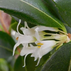 Roots Plants All Shrubs Osmanthus X Burkwoodii 15 Roots Plants All Shrubs Osmanthus X Burkwoodii