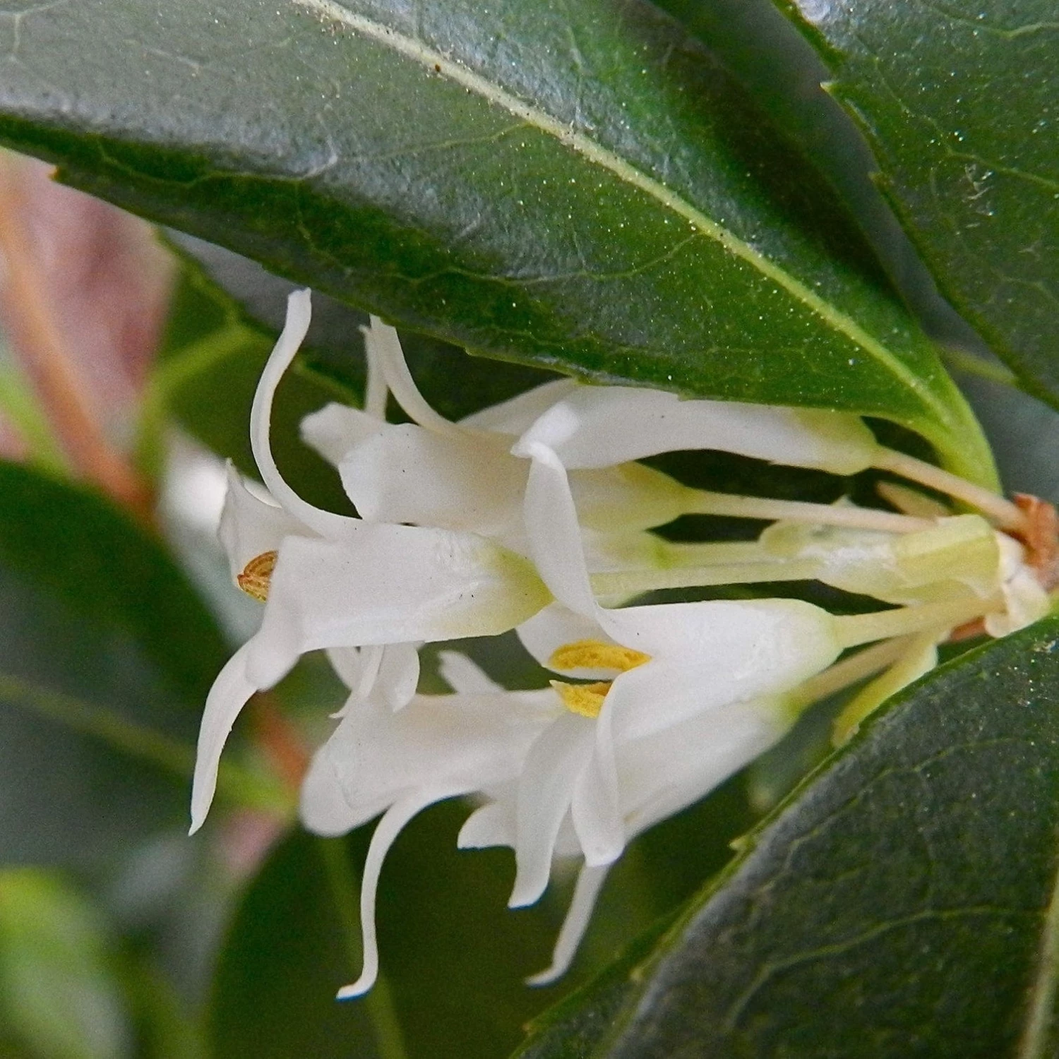 Roots Plants All Shrubs Osmanthus X Burkwoodii 8 Roots Plants All Shrubs Osmanthus X Burkwoodii