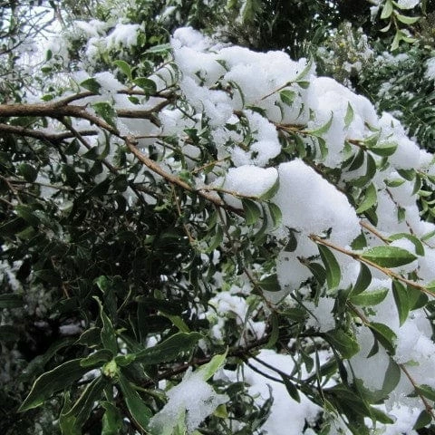 Roots Plants All Shrubs Osmanthus X Burkwoodii 9 Roots Plants All Shrubs Osmanthus X Burkwoodii