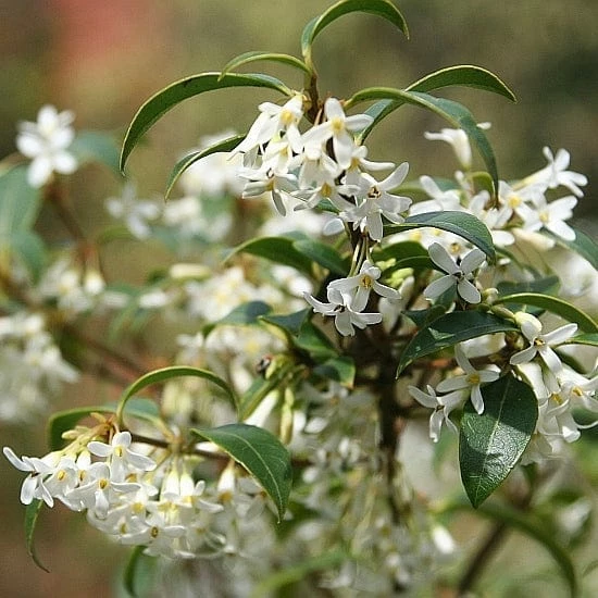 Roots Plants All Shrubs Osmanthus X Burkwoodii 10 Roots Plants All Shrubs Osmanthus X Burkwoodii