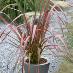 Roots Plants Phormium Evening Glow All Shrubs