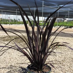 Roots Plants Phormium Platts Black All Shrubs