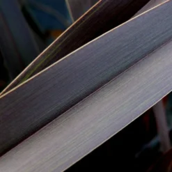 Roots Plants Phormium Platts Black All Shrubs