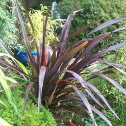 Roots Plants Phormium Platts Black All Shrubs