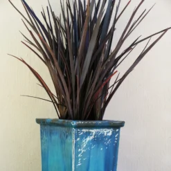 Roots Plants Phormium Platts Black All Shrubs