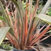 Roots Plants All Shrubs Phormium Sundowner 2 Roots Plants All Shrubs Phormium Sundowner