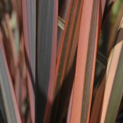 Roots Plants All Shrubs Phormium Sundowner 8 Roots Plants All Shrubs Phormium Sundowner