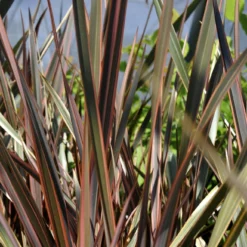 Roots Plants All Shrubs Phormium Sundowner 9 Roots Plants All Shrubs Phormium Sundowner