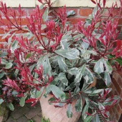 Roots Plants Photinia Pink Marble