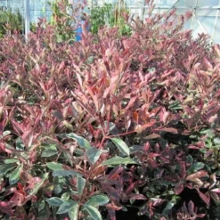 Roots Plants Photinia Pink Marble