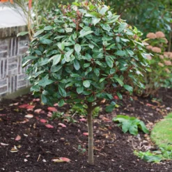 Roots Plants Photinia Red Robin All Shrubs 23 Roots Plants Photinia Red Robin All Shrubs