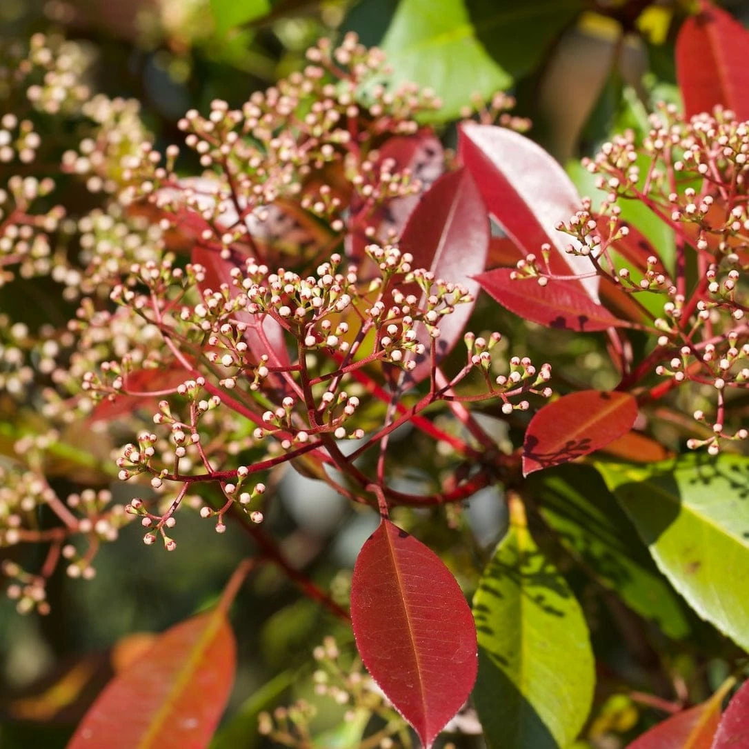 Roots Plants Photinia Red Robin All Shrubs 13 Roots Plants Photinia Red Robin All Shrubs